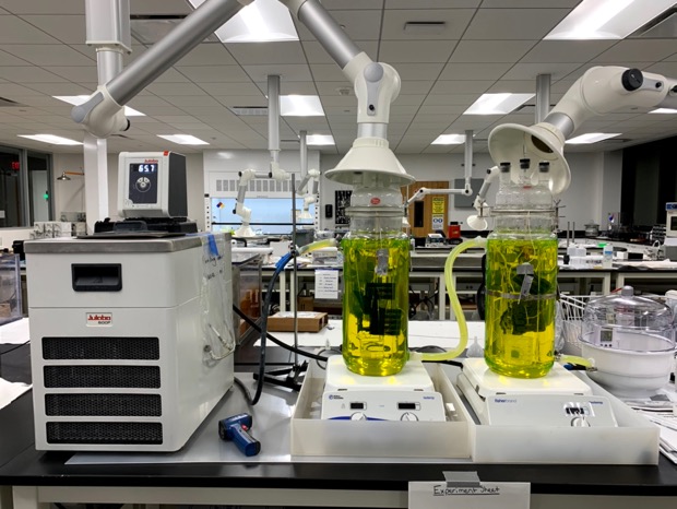 Large glass containers filled with liquid sit under vents in the lab